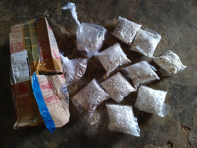 Bibit F2 Jamur Tiram Florida Terlaris