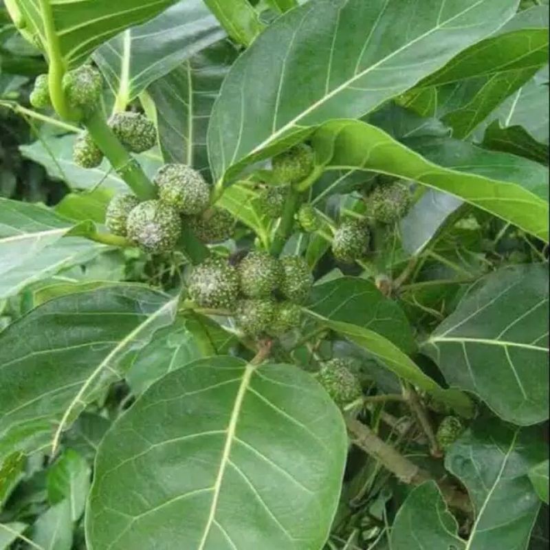 

DAUN AWAR AWAR SEGAR 1 KG BISA REQUES AKAR ATAU BATANG