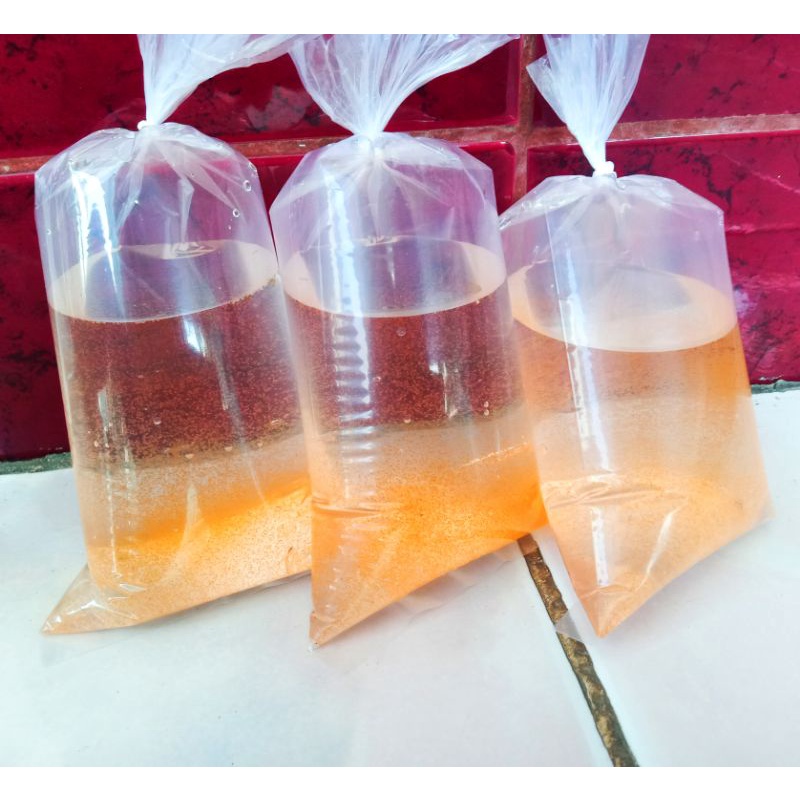 ARTEMIA Hidup Tetas Tanpa Cangkang Fresh Pakan Burayak Cupang & Guppy