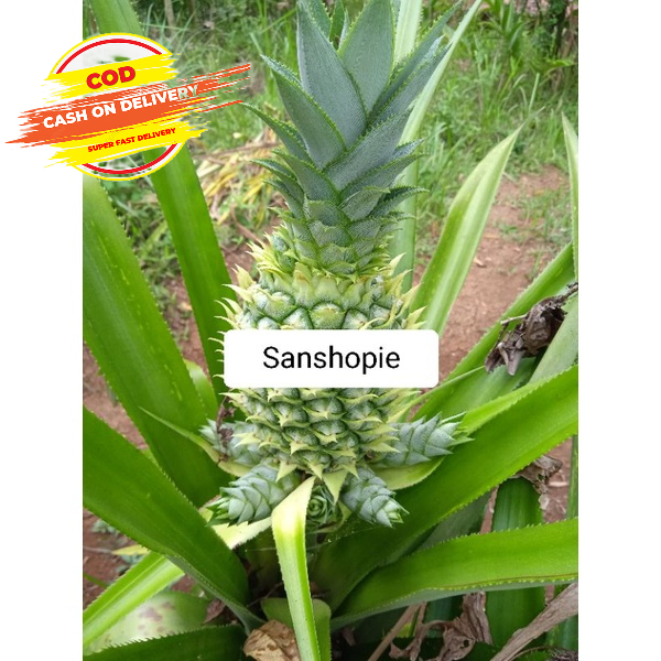 

Nanas Sabrang Hijau Muda 500gr