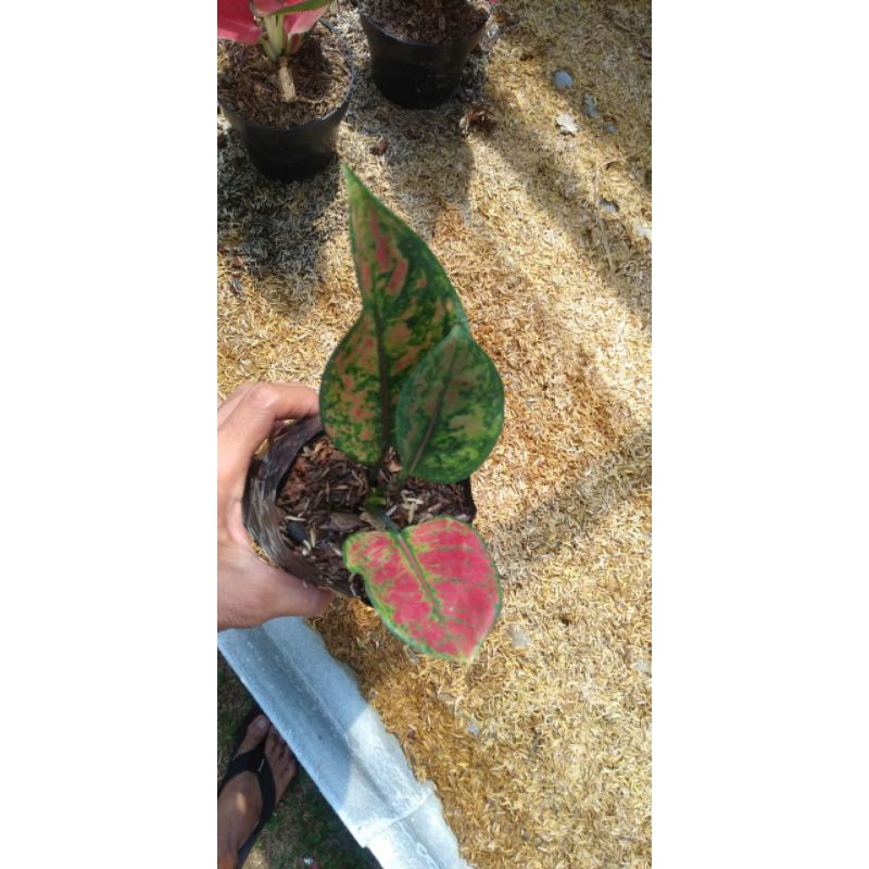 tanaman hias Aglonema heng heng - aglonema heng heng