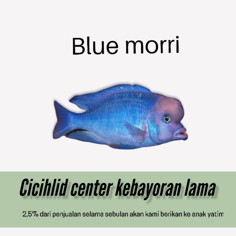 ikan cichlid Africa blue morri 5-6cm