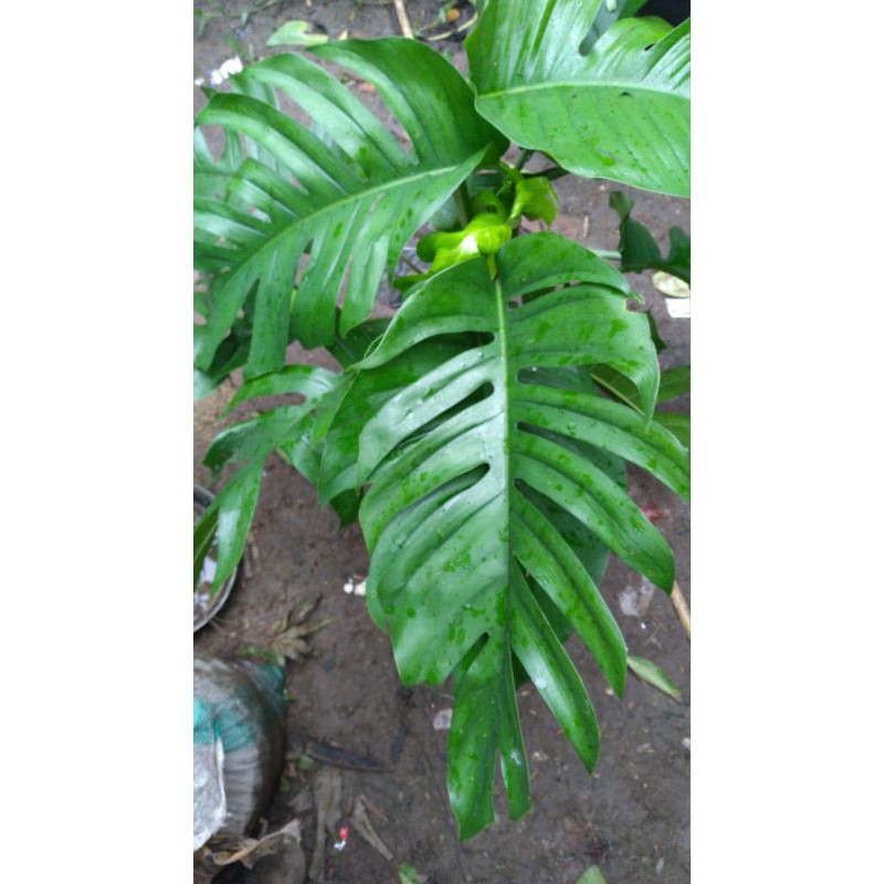 MONSTERA KING DELICIOSA BERBUNGA REALPICT