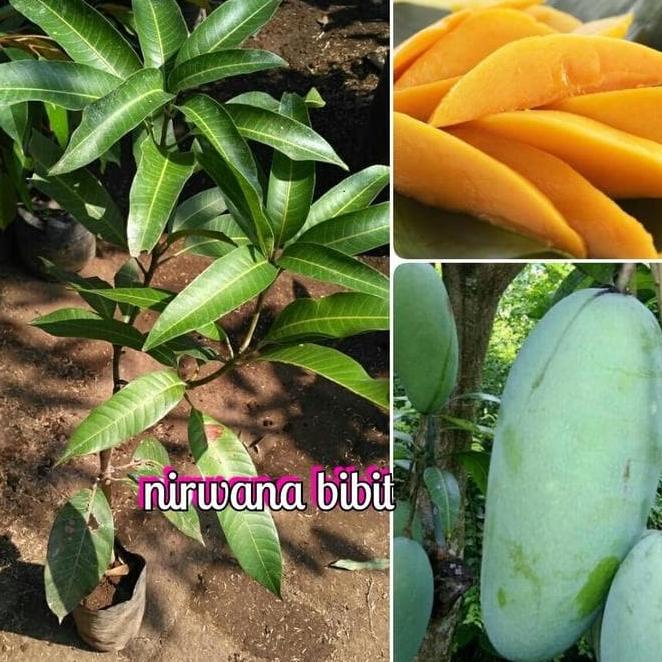 Terlaris BIBIT MANGGA MAHATIR POHON PENDEK SUDAH BERBUAH MELAYANI COD TANAMAN BUAH MEDIA POLYBAG