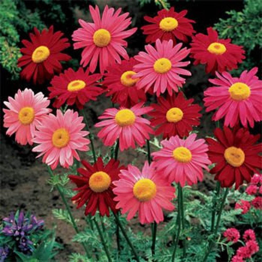 PlantaSeed - 20 Seeds - Pyrethrum Painted Daisy Robinsons - PAS0244