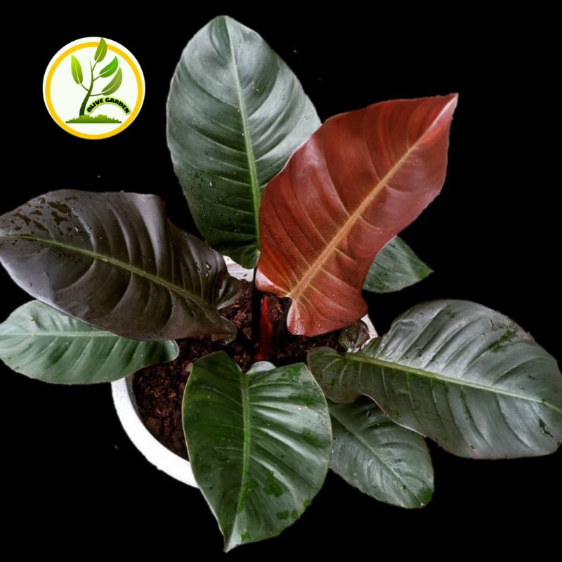 PHILODENDRON BLACK CARDINAL ASLI - PRODUK ORIGINAL (anakan 4 daun)