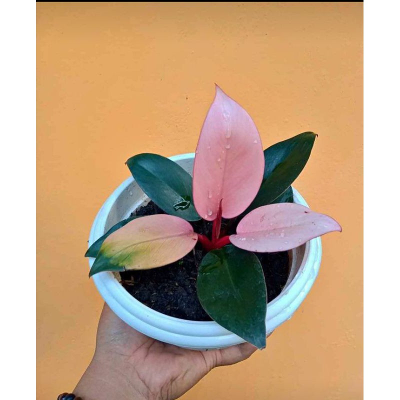 Tanaman Hias Philodendron Pink Congo/Bibit Philo Pink Congo