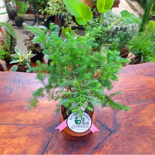 Kokedama Cemara embun