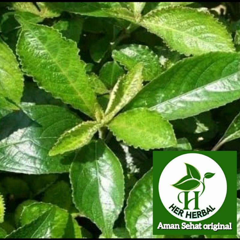 

Daun keji beling segar fresh petik per 30lembar