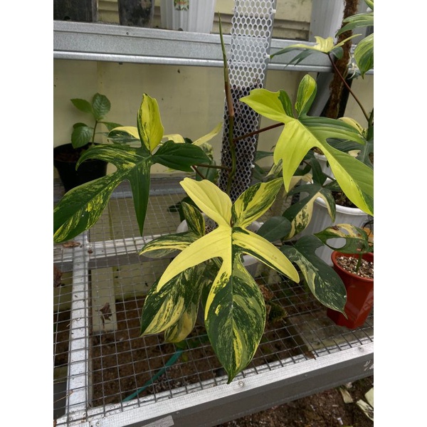 Philodendron Florida Beauty Varigata / Flobe Varigata