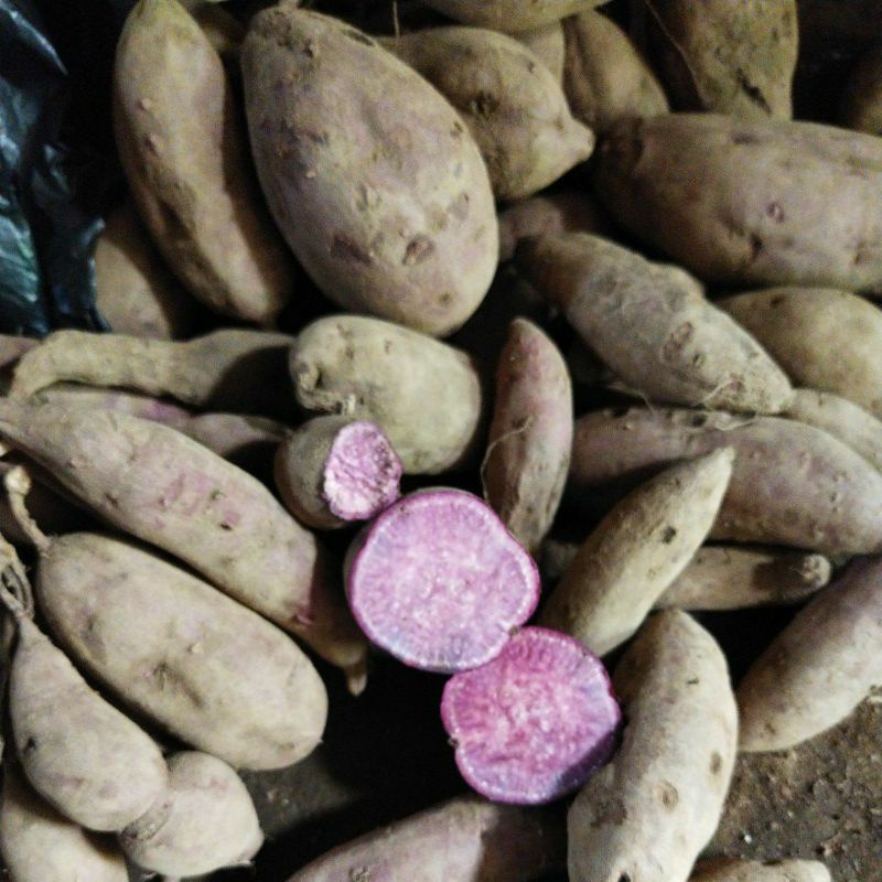 

ubi ungu/telo ungu/ubi gunung kawi