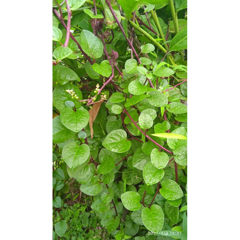 

DAUN BINAHONG SEGAR 200 PER HELAI