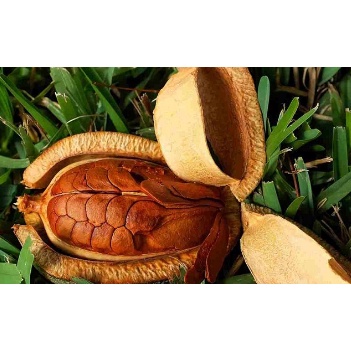 Biji Mahoni 1/2kg jual biji pohon mahoni siap semai biji asli