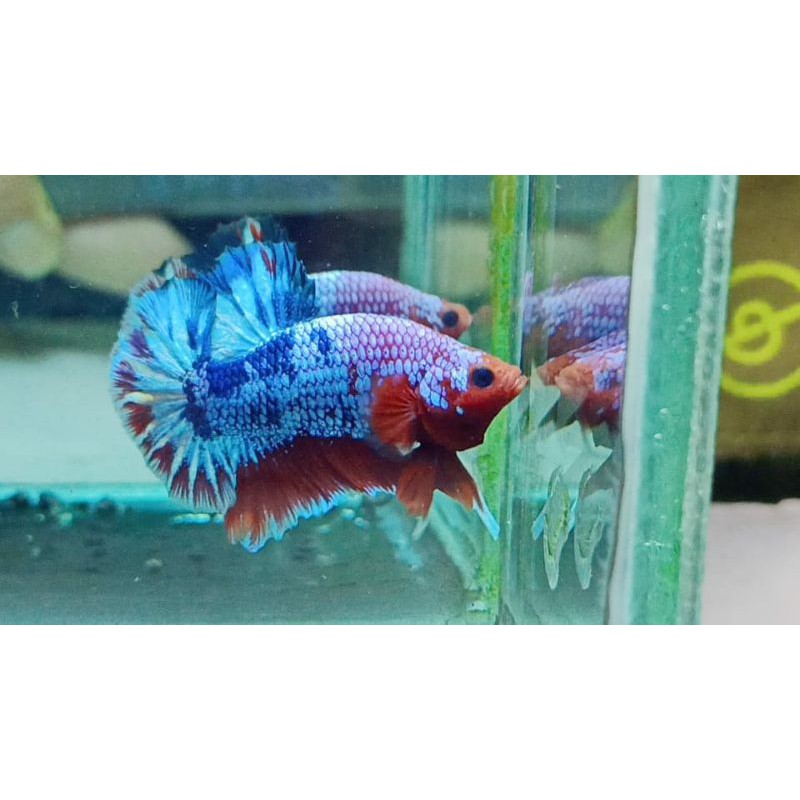 Hellboy Fancy Top Grade Murah