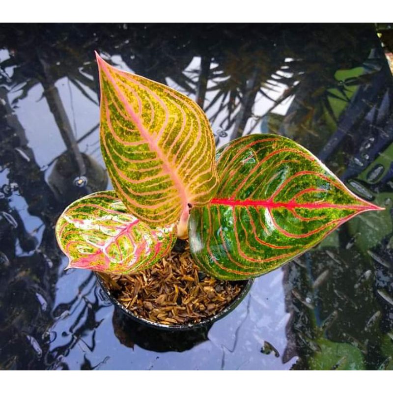 aglonema baby hughes
