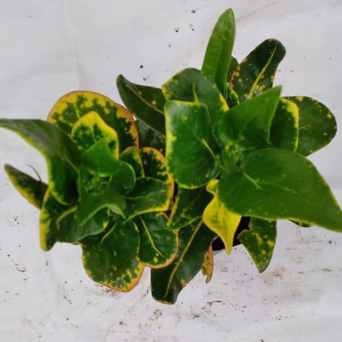 tanaman puring croton koin - pohon puring koin - puring koin