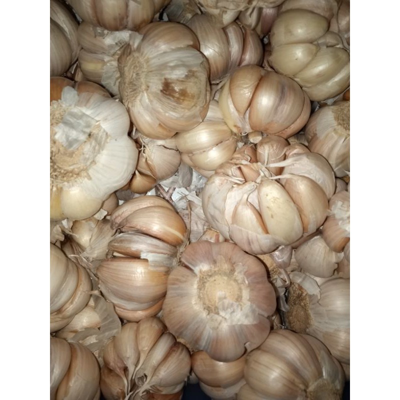 

bawang sinco 250gram