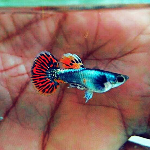 ikan guppy Red Mozaik Big Ear - ikan gepi - ikan gapi - ikan gupi