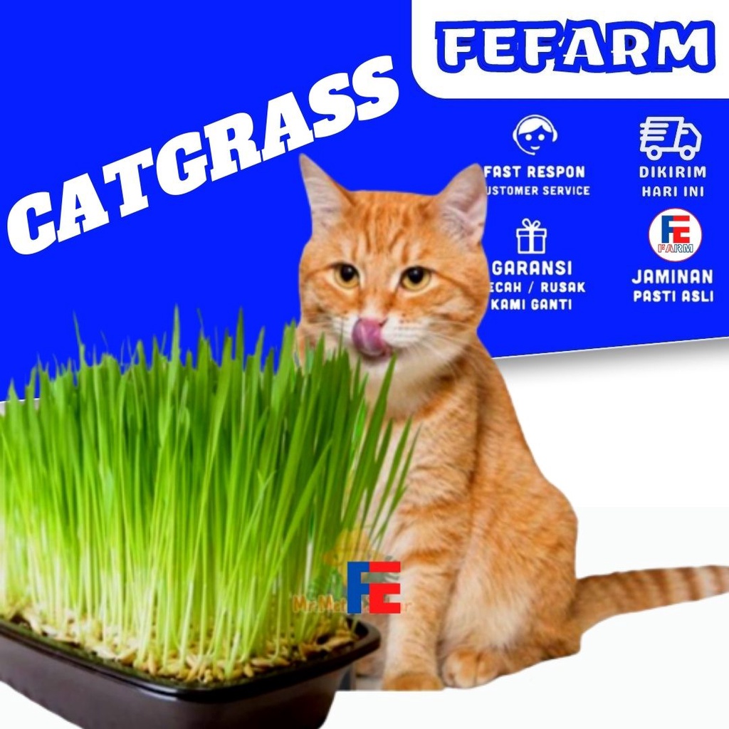 Cat Grass CATGRAS Biji Benih Bibit 500 SED FEFARM