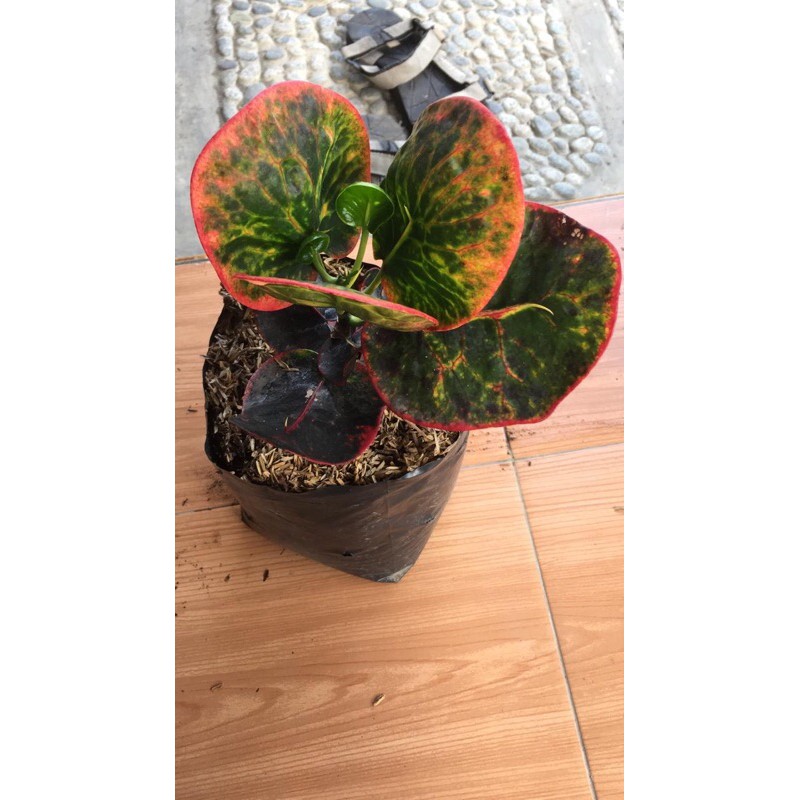 puring import apel SRG/super red giant