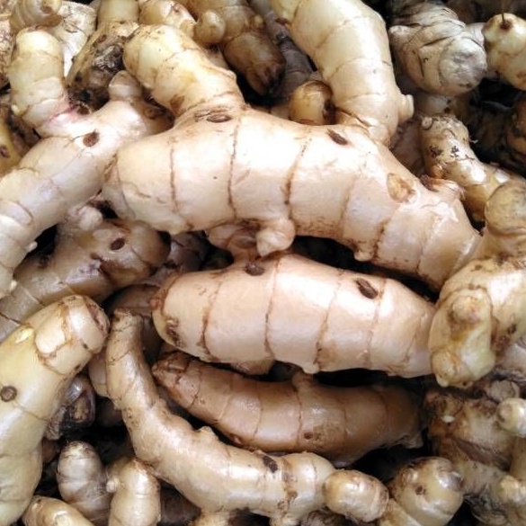 

Kunyit putih fresh segar 1kg sudh bersih