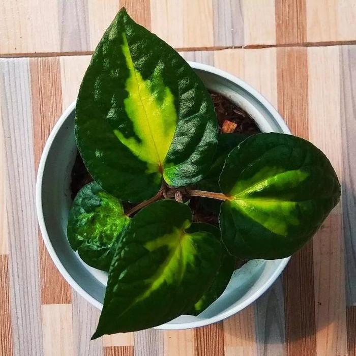 tanaman hias sirih hijau varigata langka