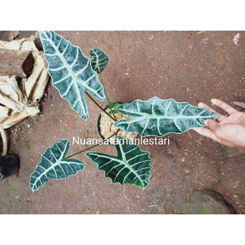 bibit keladi amazon tengkorak/caladium amazon tengkorak/caladium