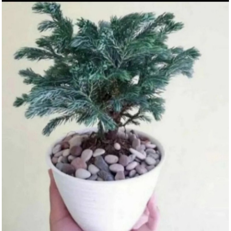 Pohon Cemara Perak Kinoki / Cemara silver Tanaman Hias Cemara Perak