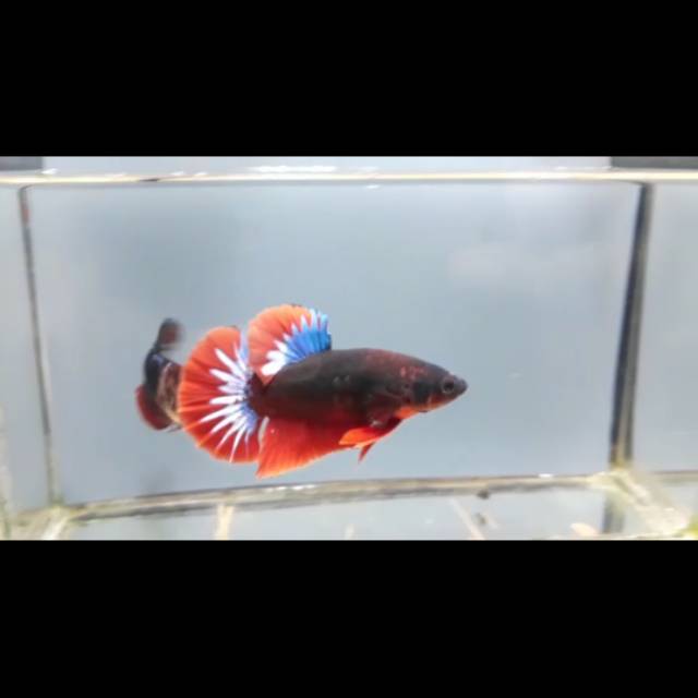 Ikan cupang Hellboy sepasang