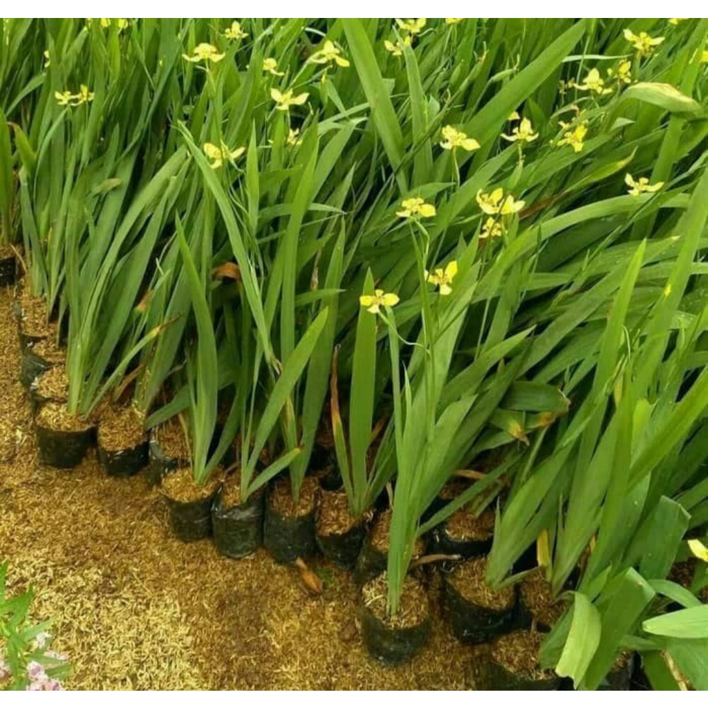 Tanaman Airis Tanaman Iris Tanaman Bunga Airis