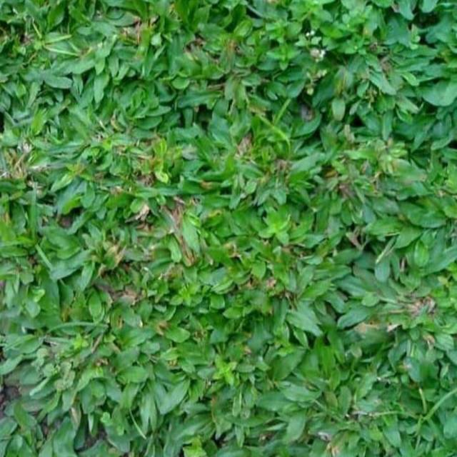 RUMPUT GAJAH MINI PER METER