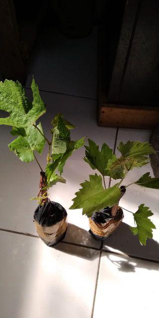 Bibit Anggur Yellow Belgia Super