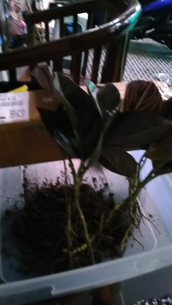 Aglonema Rotundum Aceh Yang Daun 3