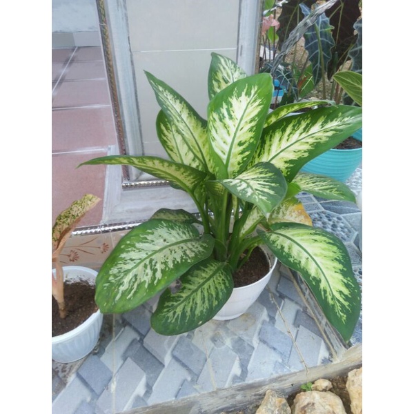 SRI REJEKI/AGLONEMA VARIGATA/BLANCENG/DIVENBACHIA RIMBUN LOVE_SHOP MILLENIAL