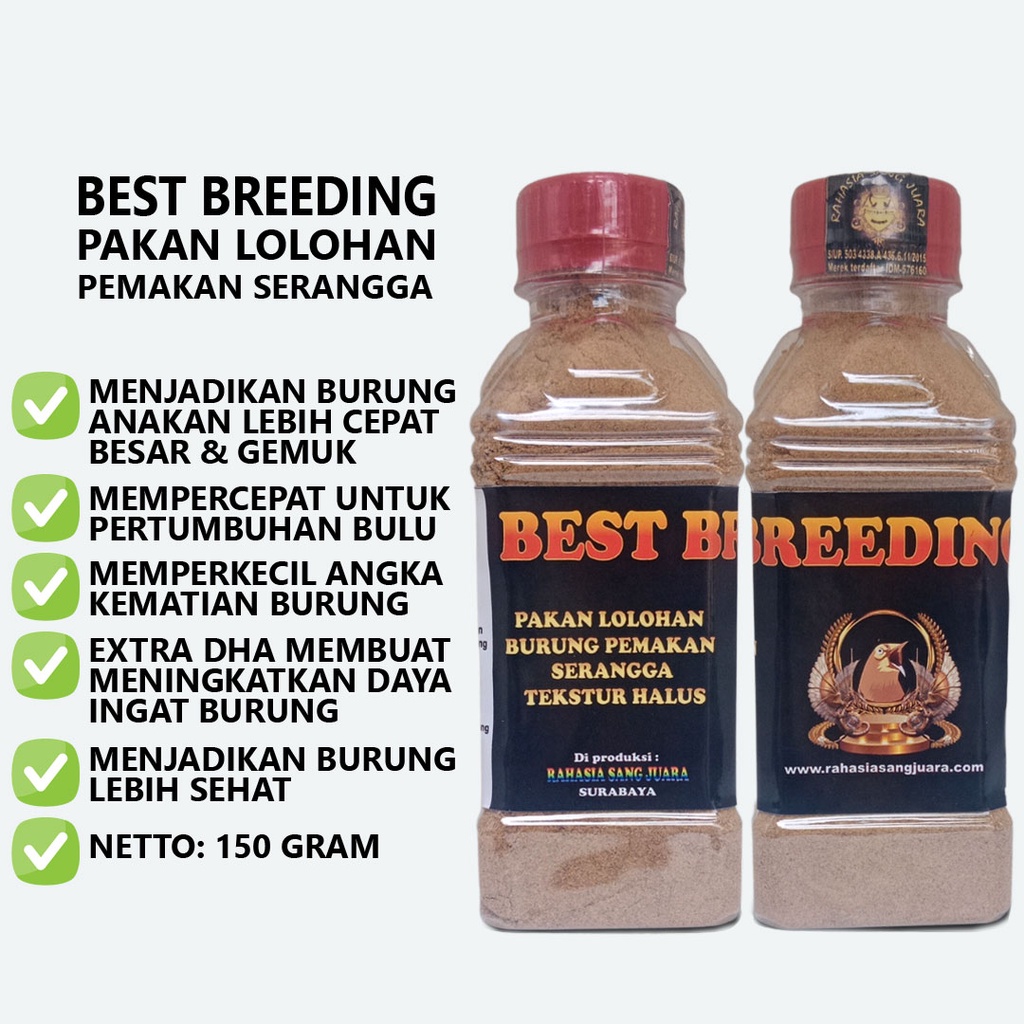 BEST BREEDING BIRD | PAKAN LOLOHAN MURAI BATU KACER CENDET PLECI BURUNG PEMAKAN SERANGGA