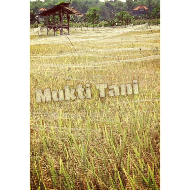 Jaring Burung Emprit Jaring Pelindung Padi Jaring Burung 5x90