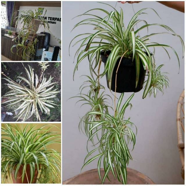 Spider Plant