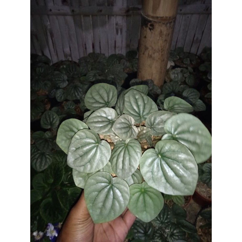 tanaman hias peperomia caperata silver - peperomia babat silver