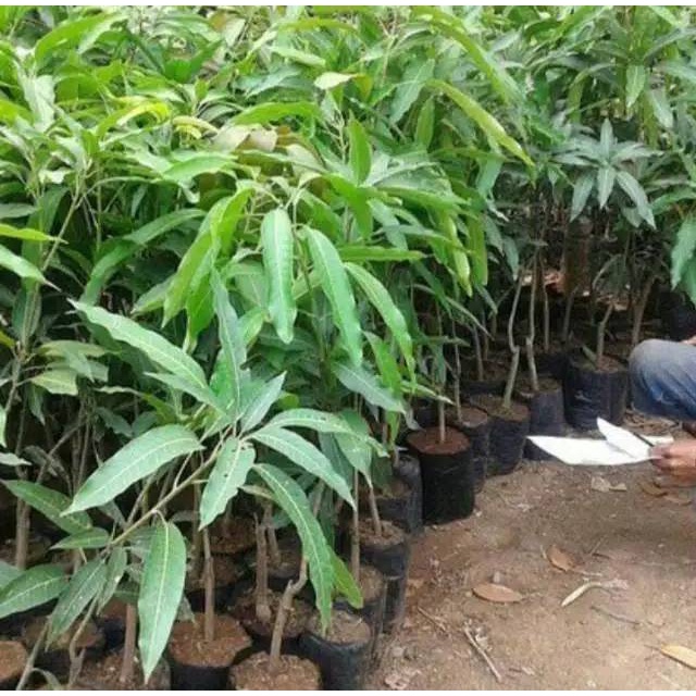 BIBIT MANGGA MAHATIR / TANAMAN MANGGA MAHATIR BERKUALITAS