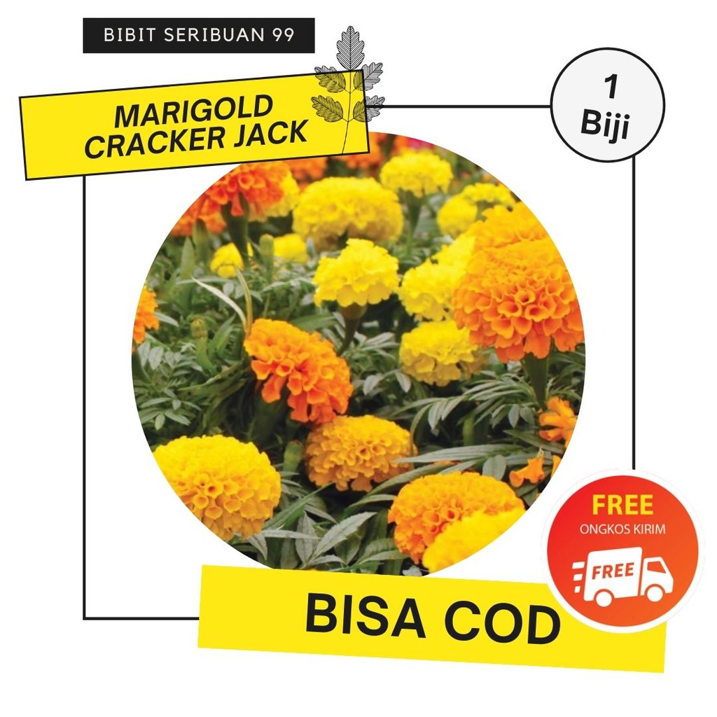 Benih Marigold Biji Bunga Marigold