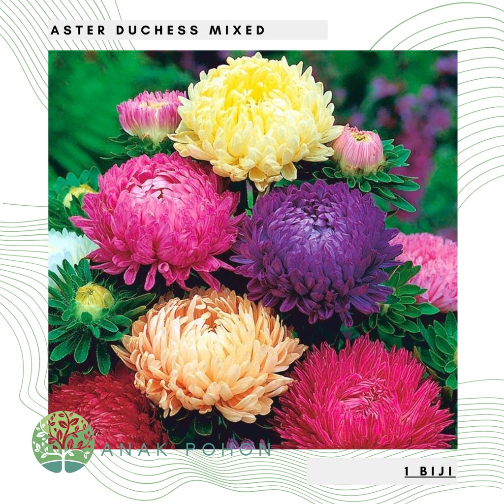 Benih Bibit Biji - Bunga Aster Duchess Mixed Flower Seeds - IMPORT