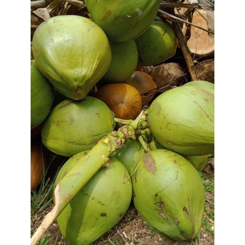 

kelapa muda segarrrr, asli mancak