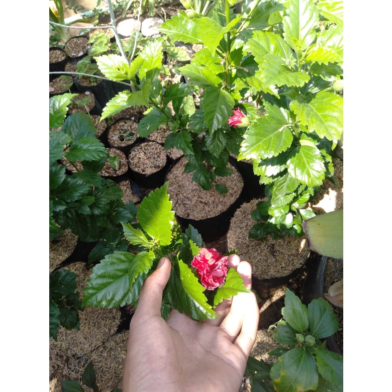 Tanaman Bunga Hibiscus Okulasi Tumpuk Import/ Bunga Sepatu Okulasi Warna Cantik