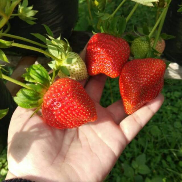 

STRAWBERRY 98.000/KG