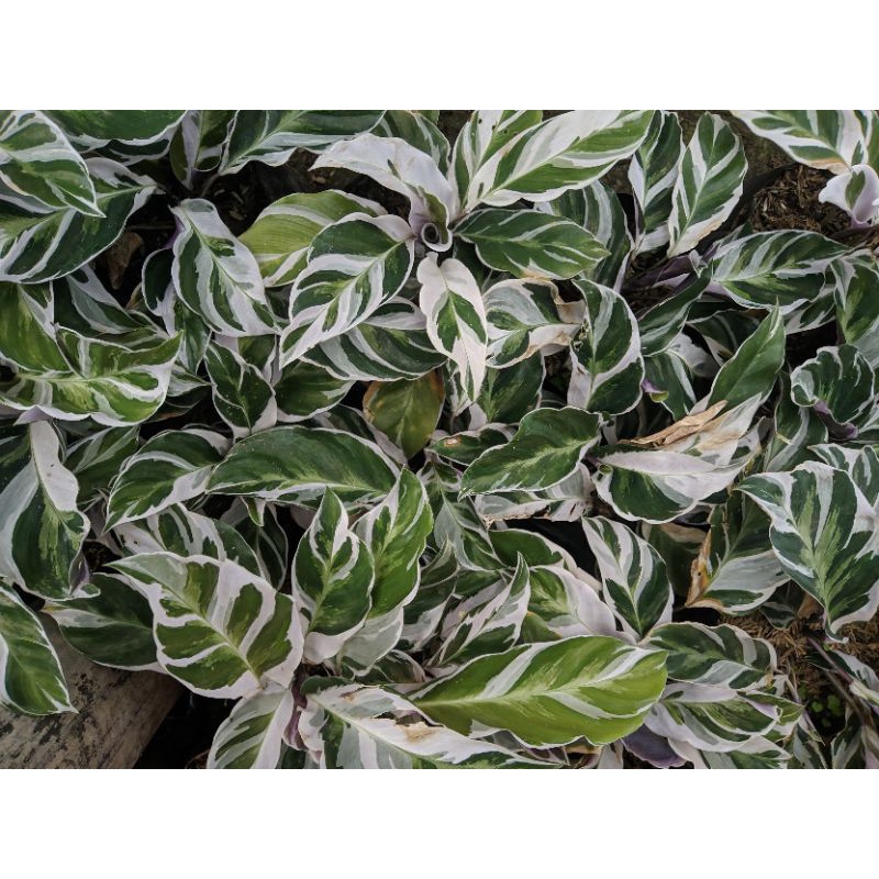 Tanaman hias calathea white fusion rimbun