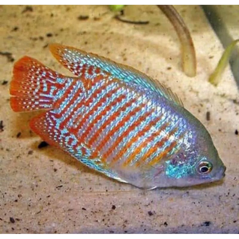 

ikan sepat ralis