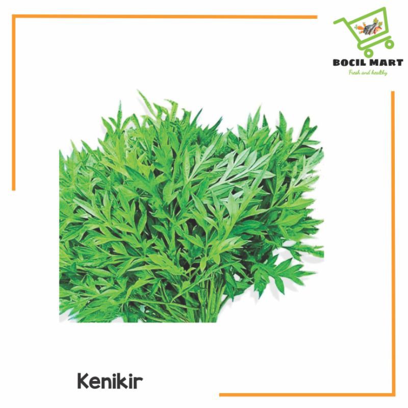 

[BOCIL MART] DAUN KENIKIR 1 IKAT