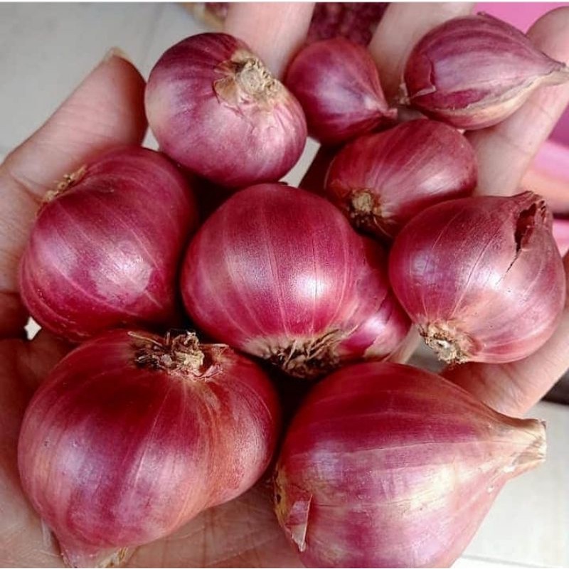 

Bawang merah Bima brebes
