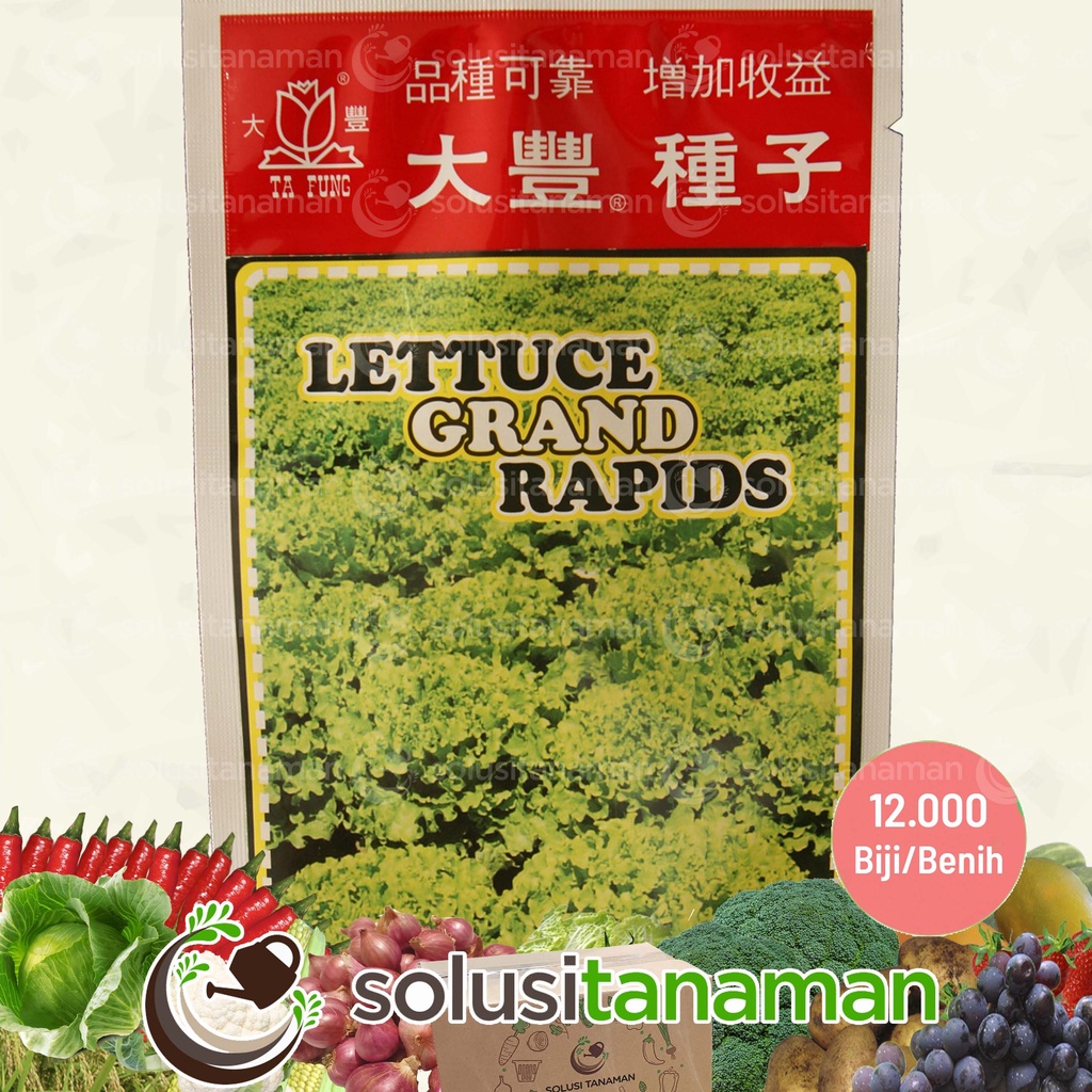 VIRAL Benih Selada Keriting / Bokor Lettuce Grand Rapids 10gr Biji Bibit Benih Kebun Tanaman Sayur S