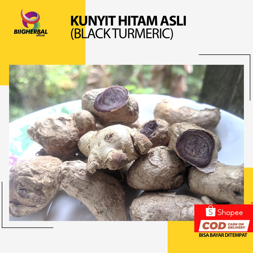 rimpang kunyit hitam kaempferia parviflora